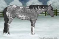 Horse Color:Black Ice 