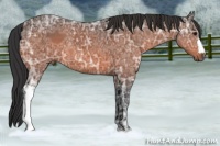 Horse Color:Bay Ice 