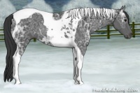 Horse Color:Black Ice Tobiano