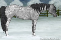 Horse Color:Blue Ice Roan 