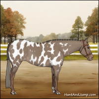 Horse Color:Liver Red Dun Mushroom Appaloosa Brindle