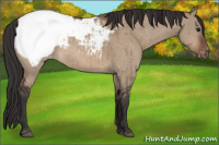 Horse Color:Bay Dun Appaloosa Brindle 