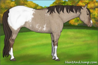 Horse Color:Liver Red Dun Appaloosa Brindle 