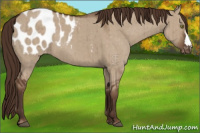 Horse Color:Liver Red Dun Appaloosa Brindle 
