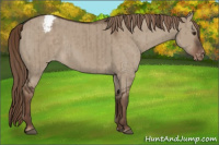 Horse Color:Liver Red Dun Appaloosa Brindle