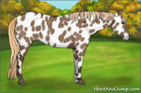 Horse Color:Liver Red Dun Appaloosa Brindle