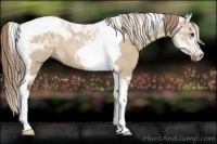 Horse Color:Liver Red Dun Tobiano Rabicano 