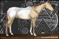 Horse Color:Amber Cream Champagne Dun Appaloosa