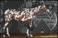 Horse Color:Brown Appaloosa 