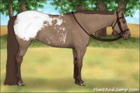 Horse Color:Liver Red Dun Appaloosa Brindle