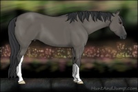 Horse Color:Grullo 