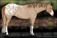 Horse Color:Red Roan Splash Appaloosa 