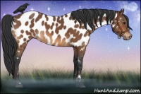 Horse Color:Bay Near Leopard 