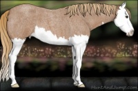 Horse Color:Red Roan Splash