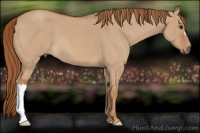 Horse Color:Red Dun Roan 