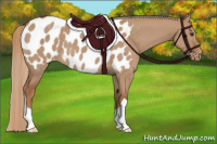 Horse Color:Red Dun Appaloosa 