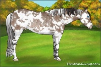 Horse Color:White Spotted Brown Dun Splash Blanket Rabicano