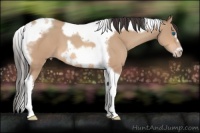 Horse Color:Amber Champagne Tobiano Frame 
