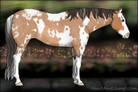 Horse Color:White Spotted Bay Roan Splash Appaloosa