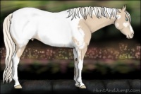 Horse Color:Cremello Tobiano Appaloosa