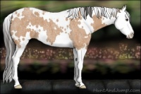 Horse Color:White Spotted Bay Roan Splash