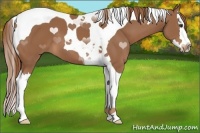 Horse Color:Chestnut Splash Tobiano