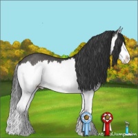 Horse Color:Black Splash Rabicano 