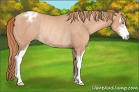 Horse Color:Gold Champagne Sabino Appaloosa Rabicano