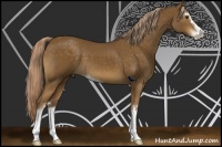 Horse Color:Chocolate Palomino Sabino 