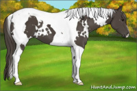 Horse Color:White Spotted Smoky Black Tobiano 