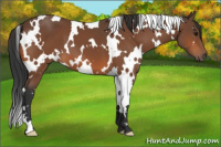 Horse Color:White Spotted Bay 