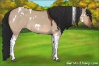 Horse Color:White Spotted Bay Dun Tobiano 