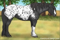Horse Color:Black Appaloosa 