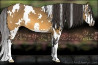 Horse Color:White Spotted Buckskin Sabino 
