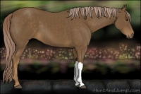 Horse Color:Chocolate Palomino 