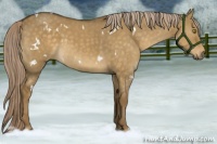 Horse Color:White Spotted Chocolate Palomino Dun Sabino 