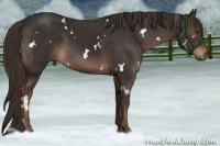 Horse Color:White Spotted Liver Chestnut 