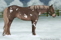 Horse Color:White Spotted Liver Chestnut 
