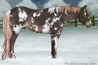 Horse Color:White Spotted Liver Chestnut Rabicano 