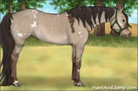 Horse Color:White Spotted Liver Red Dun Sabino 