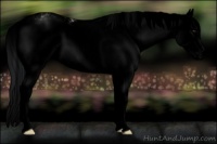 Horse Color:Void Platinum Bay Dun Sabino Splash Rabicano 