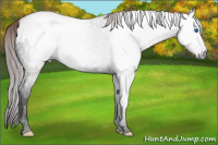 Horse Color:Gray Void Platinum Gold Champagne Onyx Sabino Splash Rabicano 