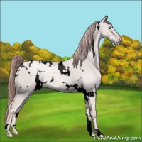 Horse Color:Void Platinum White Spotted Gold Champagne Dun 
