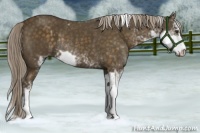 Horse Color:Chocolate Palomino Sabino Rabicano 