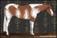 Horse Color:White Spotted Silver Bay Tobiano 