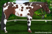 Horse Color:Brown Tobiano