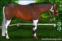 Horse Color:Bay Splash 