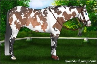 Horse Color:White Spotted Bay Splash Tobiano Rabicano 