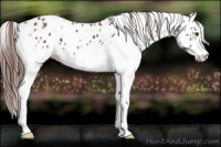 Horse Color:White Spotted Liver Chestnut Leopard 