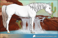 Horse Color:Chestnut Snowcap Rabicano 
